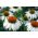Coneflower White Swan seemned - Rudbeckia purpurea - 150 seemet - Rudbeckia echinacea