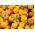 Tomat – Joke - apelsin - 65 frön - Solanum lycopersicum