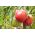 Tomate - Malinowy Olbrzym - Tomates dodues et juteuses, géantes pleines de saveur - Graines fraîches