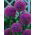 Allium His Excellency, Riesen-Lauch