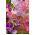 Semi di nano dolce pisello - Lathyrus odoratus - 24 semi