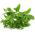 Stevia semená - Stevia rebaudiana - 30 semien