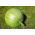 Pumpkin Miranda seeds - Cucurbita pepo - 24 seeds