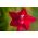 Ipomoea quamoclit - 38 semi - in miscuglio
