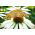 Coneflower White Swan seemned - Rudbeckia purpurea - 150 seemet - Rudbeckia echinacea
