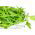 Grøn mizuna - Brassica rapa var. japonica - Hurtigtvoksende grønt til salater - Friske frø