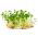 Sprouts - zaden - Zwaardherik - Eruca vesicaria