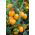 Tomat – Joke - apelsin - 65 frön - Solanum lycopersicum