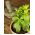 Stevia semená - Stevia rebaudiana - 30 semien