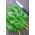 Spinach Giant Winter benih - Spinacia oleracea - 800 biji - Spinacia oleracea L.