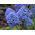 Muscari Blue Spike - Grape Hyacinth Blue Spike - 10 bulbs