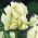 チューリップスーパーオウム - チューリップスーパーオウム -  5球根 - Tulipa Super Parrot