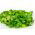 Corn Salad, Mache seeds - Valerianella locusta - 1700 seeds