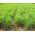 Citronella - 