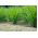 Citronella - 