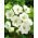 Anemon - Gelin - 40 adet - 