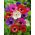 Anemone – colour selection  – 40 pcs