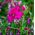 Semi misti a foglia larga eterni a foglia larga - Lathyrus latifolius - 36 semi