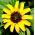 Krympande Zinnia frön - Sanvitalia procumbens - 570 frön
