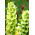 Musselsyska - 160 frön - Moluccella laevis