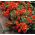 Cinquefoil mixed seeds - Potentilla sp. - 300 seeds
