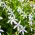 Laurentia - Laurentia axillaris - 240 graines