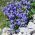 Kék törpe harangvirág, tündérgyűrű magok - Campanula pusilla - 170 mag