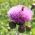Tistelsläktet - 45 frön - Cirsium