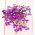 Lobelia Riviera Rose seeds - Lobelia pendula - 3200 biji - Lobelia erinus
