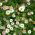 Biji Fleabane Mexico - Erigeron karvinskianus - 390 biji - benih