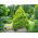 Lawson Cypress frø - Chamaecyparis lawsoniana - 100 frø
