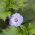 Spuldzeņu nikandra - Nicandra physalodes - Izaug līdz 90 cm, piemērots savvaļas dārziem - Svaigas sēklas