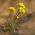 Semillas de la hierba de Whitlow amarillo - Draba sp. - 102 semillas - Draba aizoides
