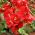 Japonská semena kdoule - Chaenomeles japonica - 15 semen