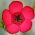 Graines de Lin rouge - Linum grandiflorum - 150 graines