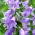 Lady Bells seeds - Adenophora latifolia - 500 seeds