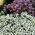 Sladká zmes Alyssum mix - Lobularia maritima - 1750 semien - semená