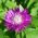 Persian Cornflower - Centaurea dealbata - Vibrant Bee Magnet, Perfect for Borders - Fresh Seeds