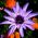 Cupidone - Catananche caerulea - Fiori estivi sorprendenti, ideali per essiccazione - Semi Freschi