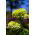 Zinnia Envy seeds - Zinnia elegans dahliaeflora - 120 zaden - Zinnia elegans ‘Envy'