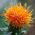 Safflower - Mixed - Carthamus tinctorius - Ideal for Cut Flowers & Dried Arrangements - Fresh Seeds