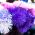Aster - Needle - Mixed - Callistephus chinensis - Eye-Catching Needle-Like Blooms - Fresh Seeds