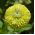 Zinnia Envy seeds - Zinnia elegans dahliaeflora - 120 zaden - Zinnia elegans ‘Envy'