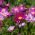 Hạt giống hỗn hợp được sơn của Daisy Robinson - Chrysanthemum coccineum - 200 hạt