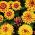 Mexican Zinnia, Persian Carpet seeds - Zinnia haageana - 375 seeds
