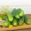 Freilandgurke  Parys Samen - Cucumis sativus - 70 Samen