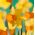 Narcissus Jetfire - Daffodil Jetfire - 5 bulbs