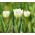 Tulipa Cheers - Tulip Cheers - 5 bulbs