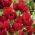 Tulipa Red Georgette - Tulpe Red Georgette - 5 Zwiebeln