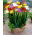 Freesia Double Mix - 10 bulbi